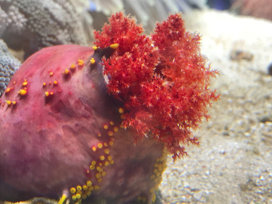 Sea Apple Anemone - Violet Aquarium