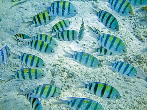 Sergeant Major Damselfish - Violet Sea Fish and Coral