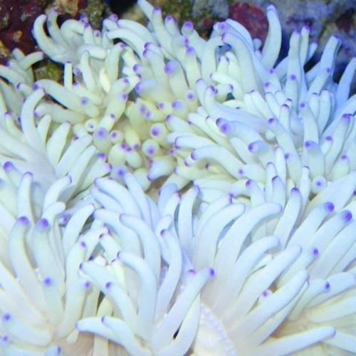 Sebae Anemone - Violet Sea Fish and Coral