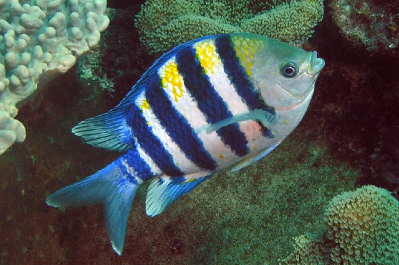 Sergeant Major Damselfish - Violet Sea Fish and Coral