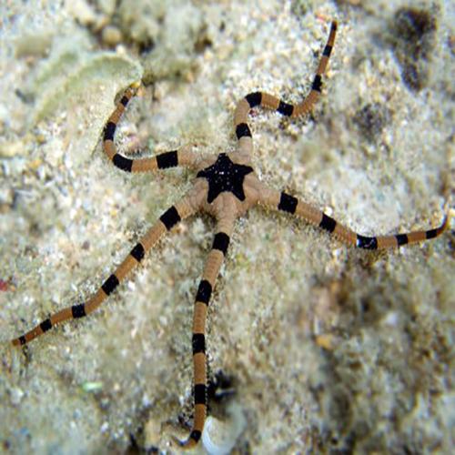 Serpant Starfish