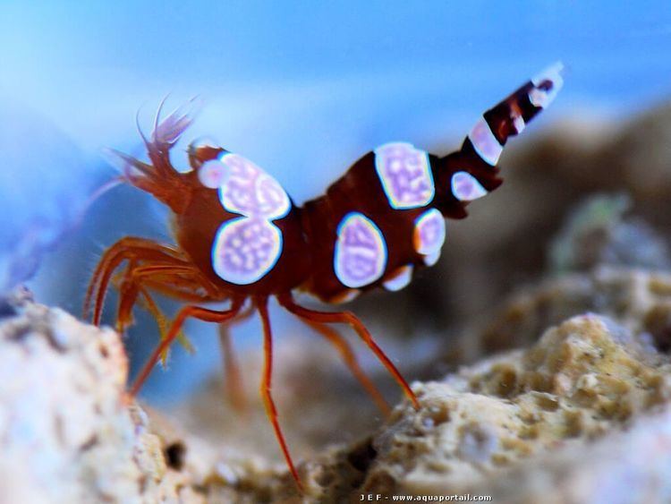 Sexy Shrimp - Violet Sea Fish and Coral
