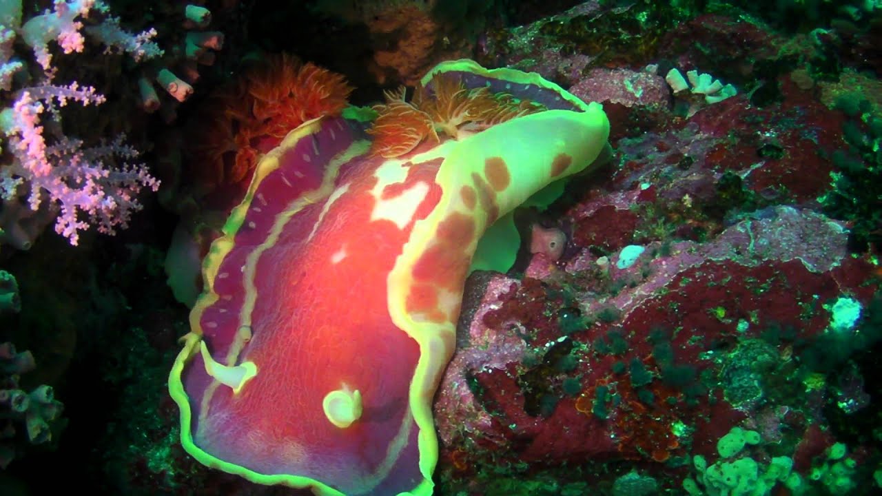 Giant Spanish Dancer