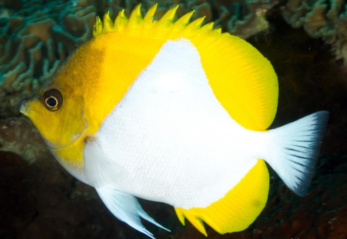 Pyramid Butterflyfish - Violet Sea Fish and Coral