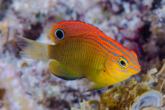 Princess Damselfish - Violet Sea Fish and Coral