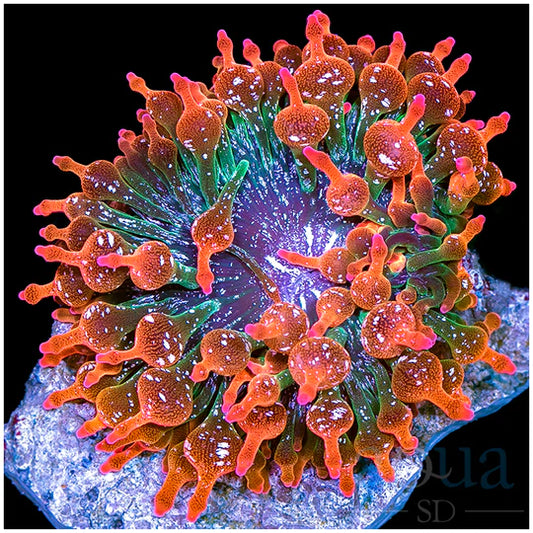 White Speckled Rose Bubble Tip Anemone (Indo) Size: L 3" to 4"