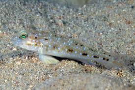 Spinecheek Goby - Violet Sea Fish and Coral