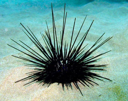 Black Longspine Urchin - Violet Sea Fish and Coral