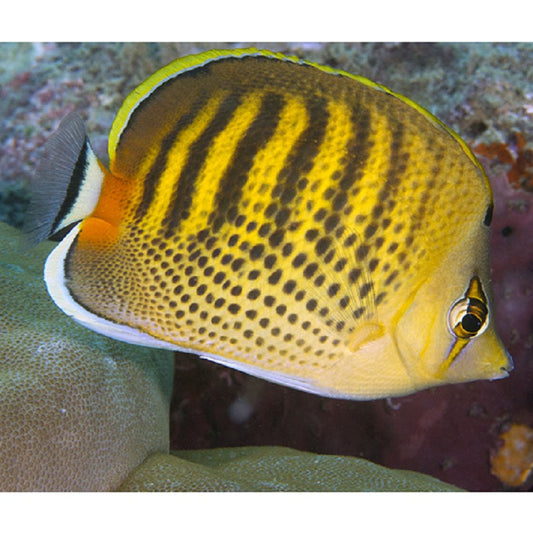 Punctato Butterflyfish - Violet Aquarium