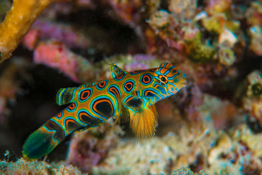 Spotted Mandarin Dragonet - Violet Sea Fish and Coral