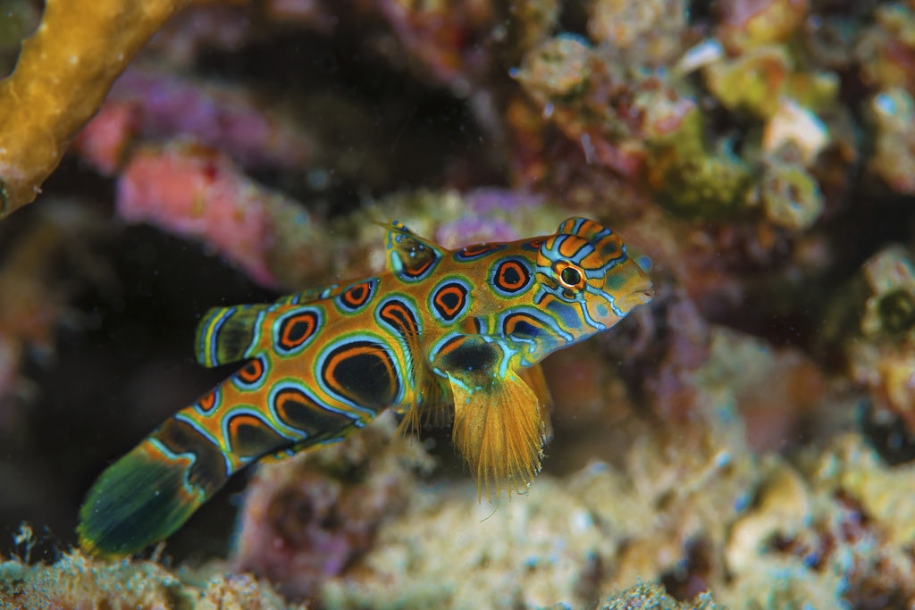 Spotted Mandarin Dragonet - Violet Sea Fish and Coral