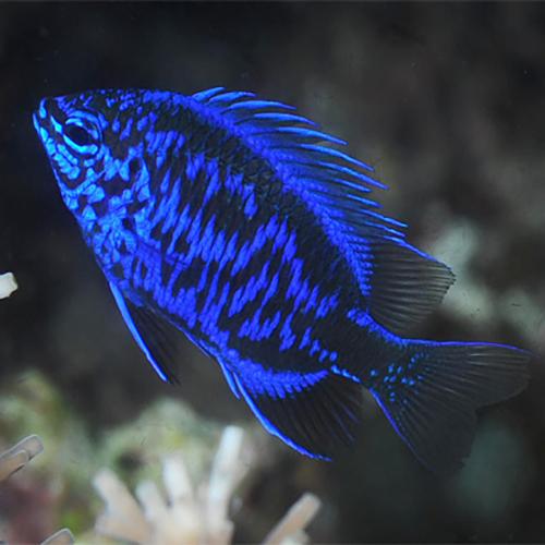Springer Damsel - Violet Aquarium 