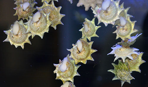 Ninja Star Snail - Violet Aquarium