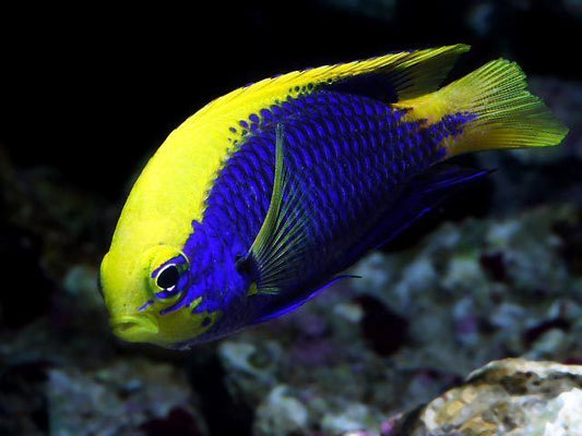 Starki Damselfish