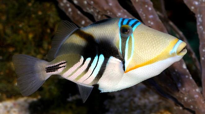 Rectangular Trigger Fish Humu Picasso Triggerfish Size: Tiny 1