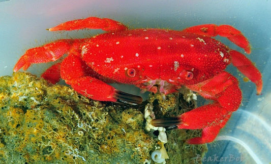 Strawberry Crab