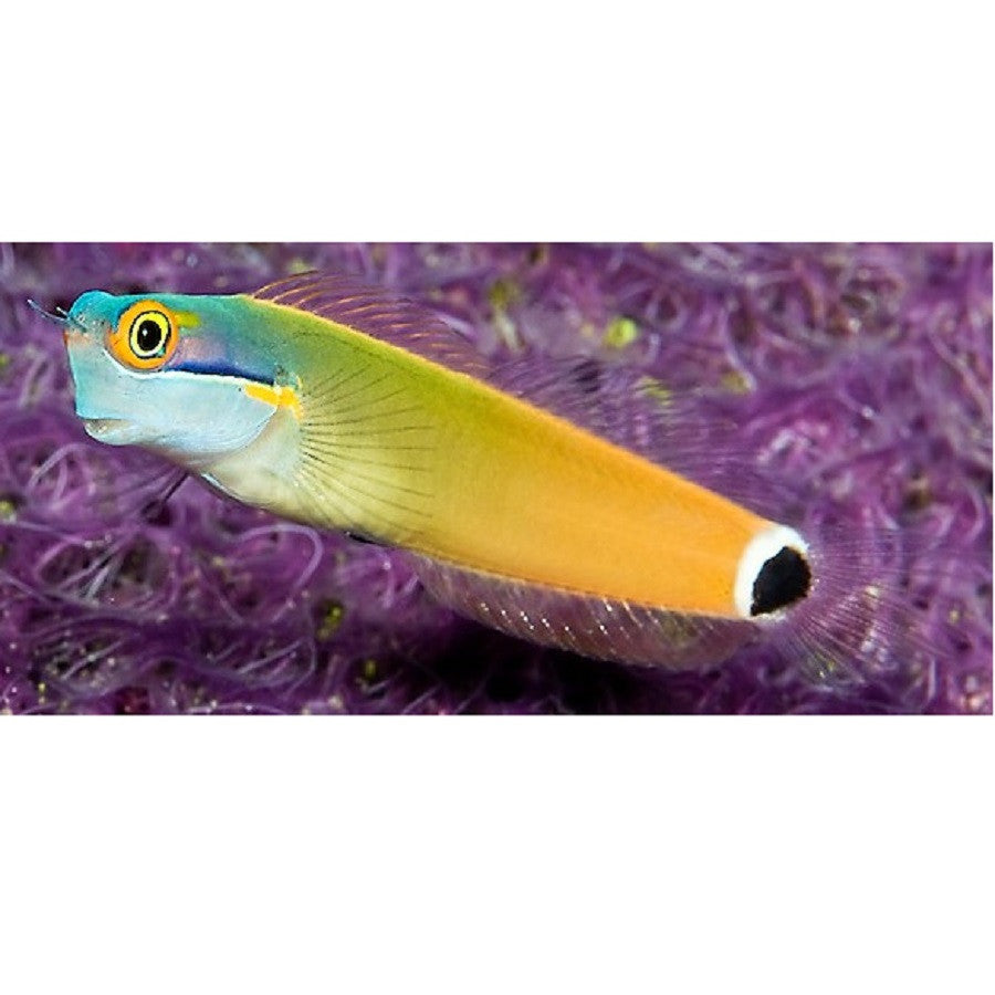 Tailspot Blenny - Violet Aquarium