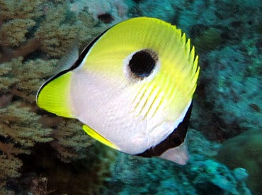 Teardrop Butterflyfish - Violet Sea Fish and Coral