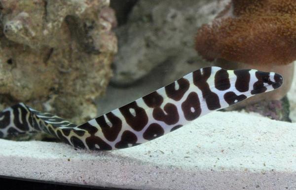 Tessellata Eel Size: XL 16