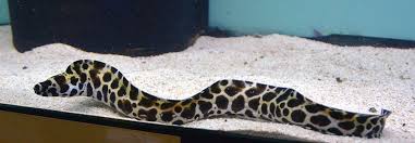 Tessellata Eel Size: XL 16
