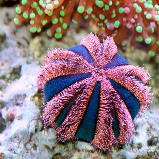 Tuxedo Urchin