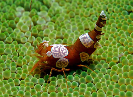 Sexy Shrimp - Violet Sea Fish and Coral