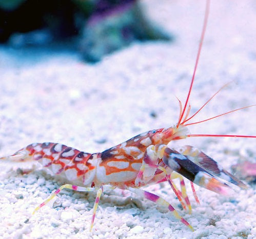 Tiger Pistol Shrimp - Violet Aquarium