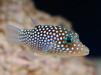 Whitespotted Toby Pufferfish - Violet Aquarium