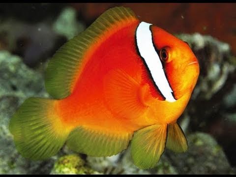 Tomato Clownfish - Violet Sea Fish and Coral