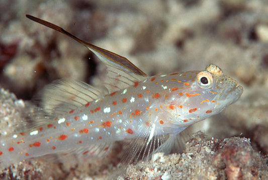 Tangaroa Goby - Violet Sea Fish and Coral