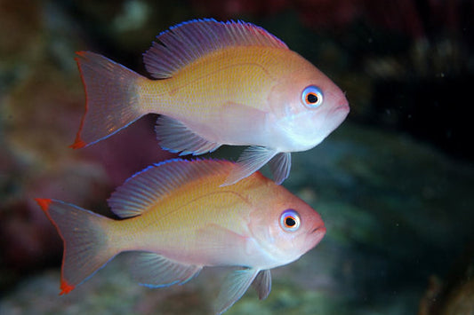 Stocky Anthias - Violet Aquarium