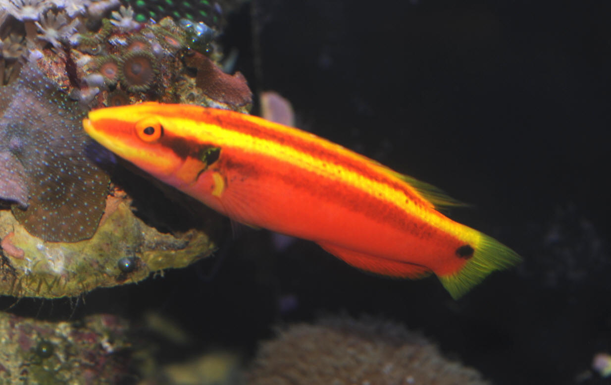 Twospot Hogfish - Violet Aquarium