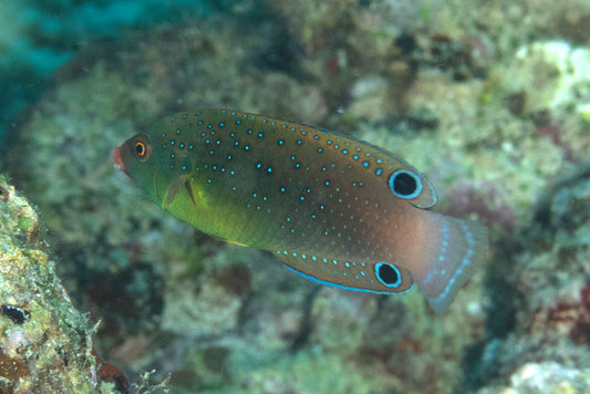 Twistii Leopard Wrasse