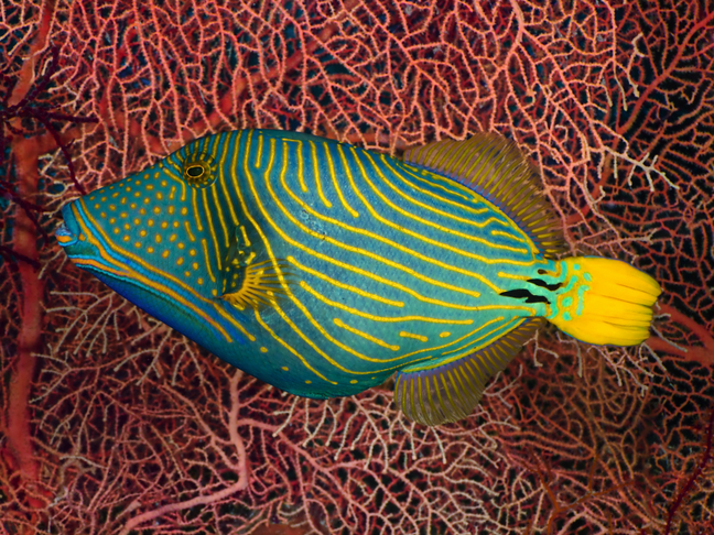 Undulated Triggerfish - Violet Sea Fish and Coral