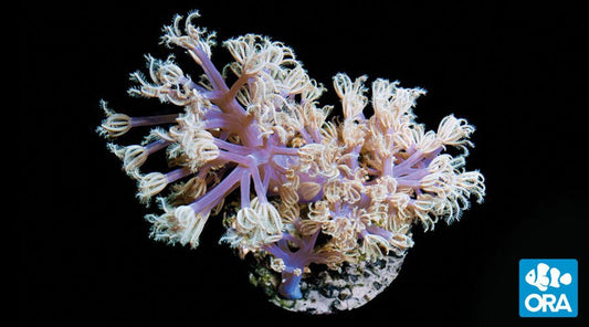 ORA Farm Vargas Cestipularia Coral - Violet Sea Fish and Coral