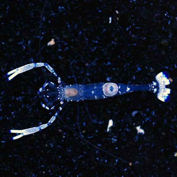 Venus Glass Anemone Shrimp - Violet Aquarium 