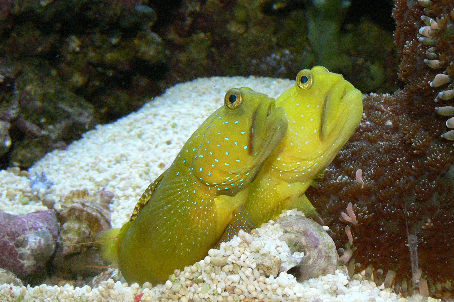 Yellow Watchman Goby - Violet Sea Fish and Coral
