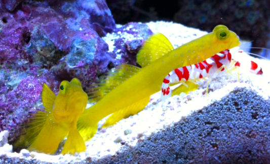 Yellow Watchman Goby - Violet Sea Fish and Coral