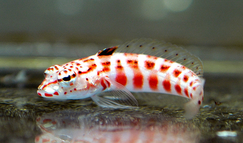 Sandhopper Blenny - Violet Aquarium