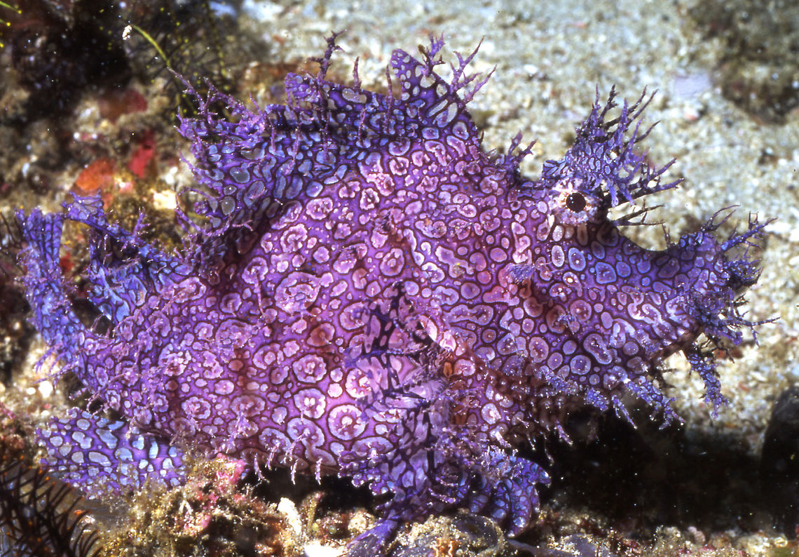 Weedy Rinopias - Violet Aquarium