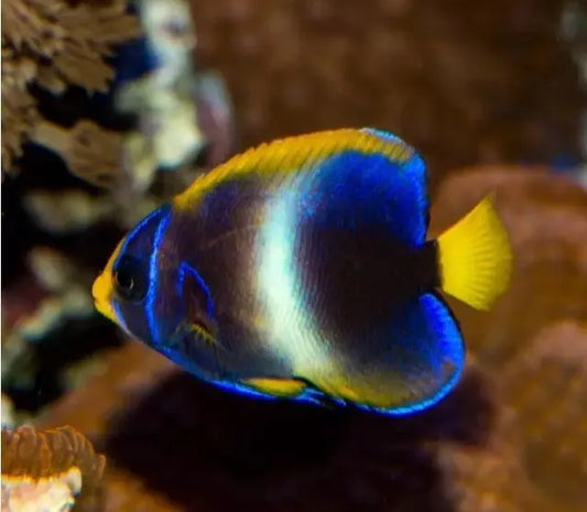 West African Angelfish