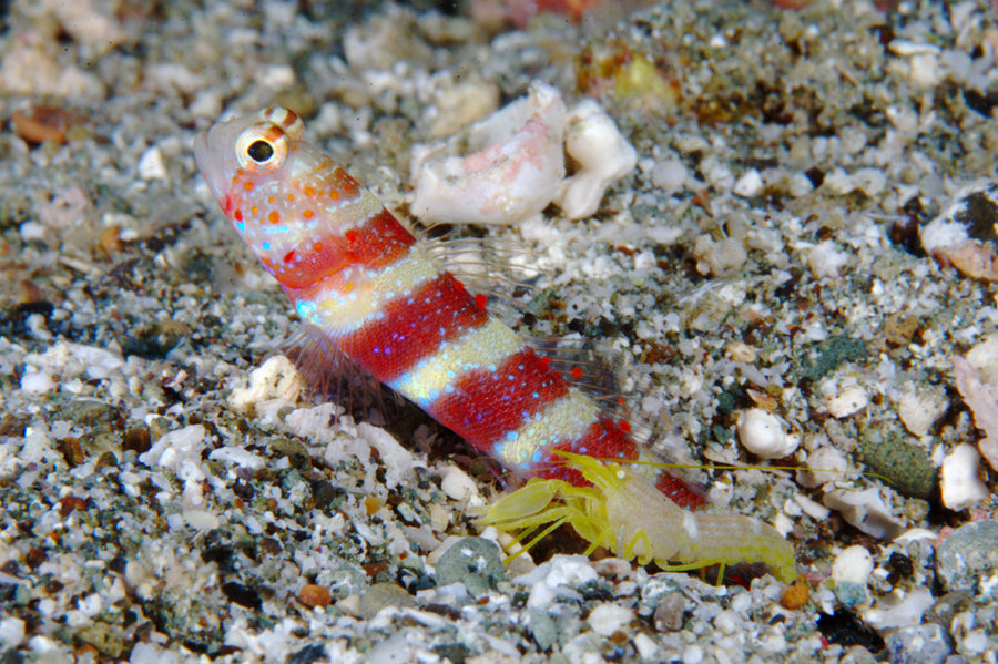 Wheeler's Bumblebee Shrimp Goby