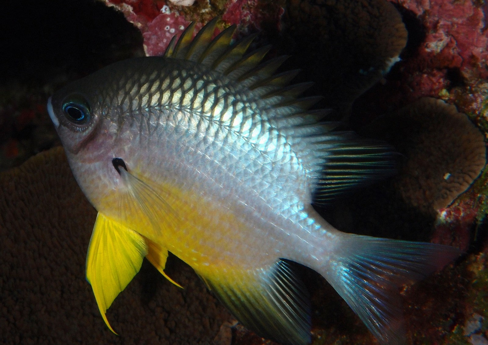 White Belly Damsel - Violet Aquarium