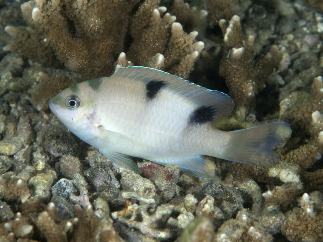 White Damselfish - Violet Sea Fish and Coral