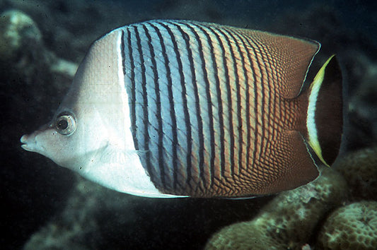 Rare Oman White Face Butterflyfish (Red Sea) Size: M 3" to 4"