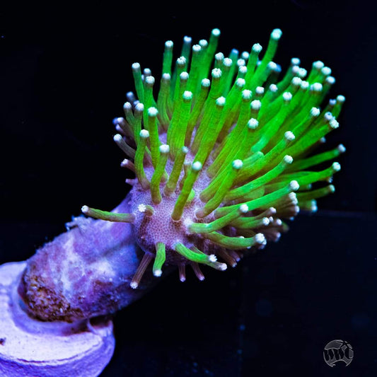 Toadstool Coral Frag (Neon Green) - Violet Sea Fish and Coral