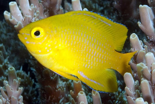 Lemon Damselfish - Violet Sea Fish and Coral