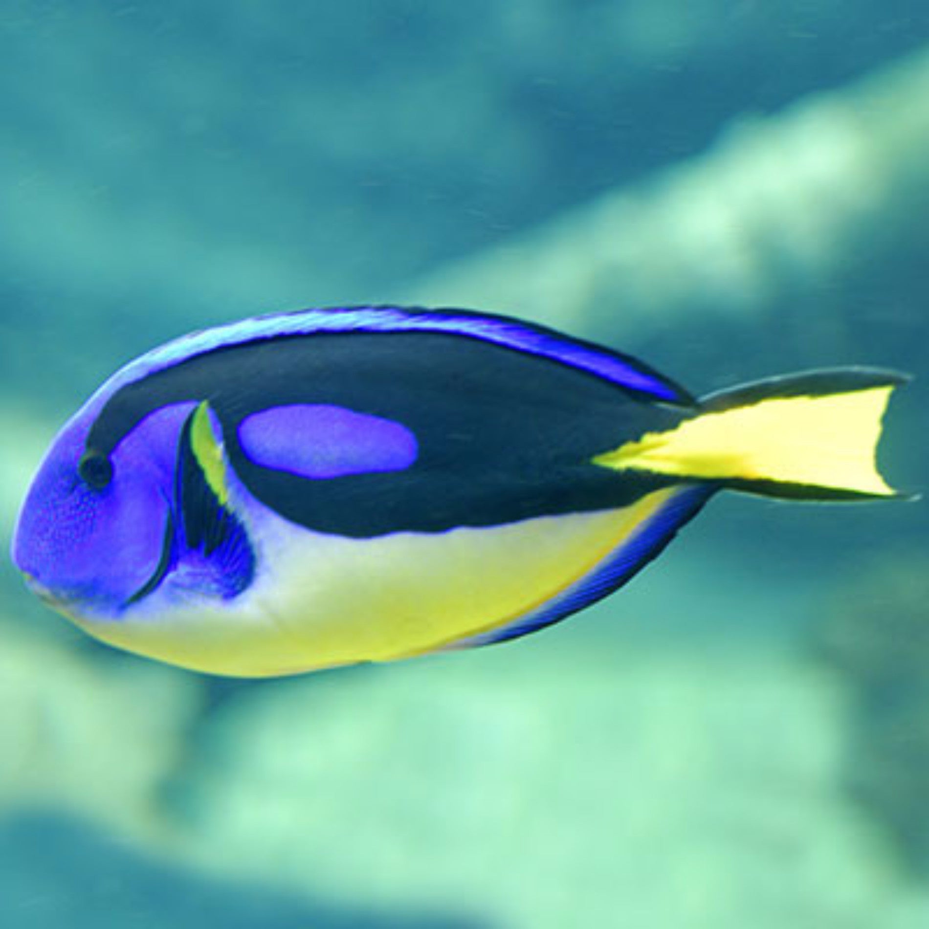 Yellow Belly Hippo Tang - Violet Aquarium