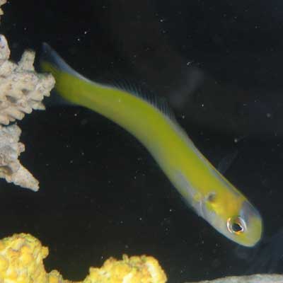 Yellow Tilefish - Violet Sea Fish and Coral