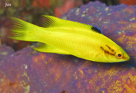 Golden Hogfish